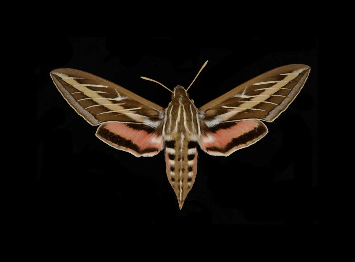 View the Entomology Collections